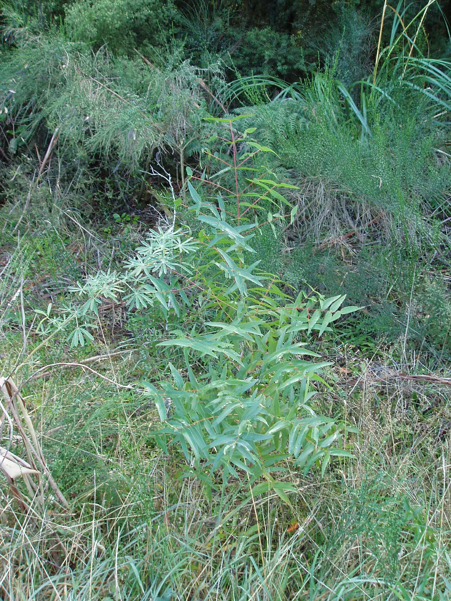 Manna Gum (Eucalyptus Viminalis) — It boasts smooth, white to grey bark, with patches of yellow and green, peeling in long ribbons; off-white or cream-colored