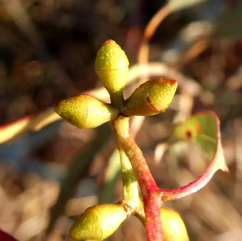 Manna Gum (Eucalyptus Viminalis) — It requires well-drained soils and can adapt to a wide range of soil types