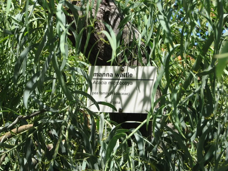 Manna Gum (Eucalyptus Viminalis) — The tree produces lance-shaped leaves which are about 4 to 6 inches in length; growing up to 180 feet, this tree requires