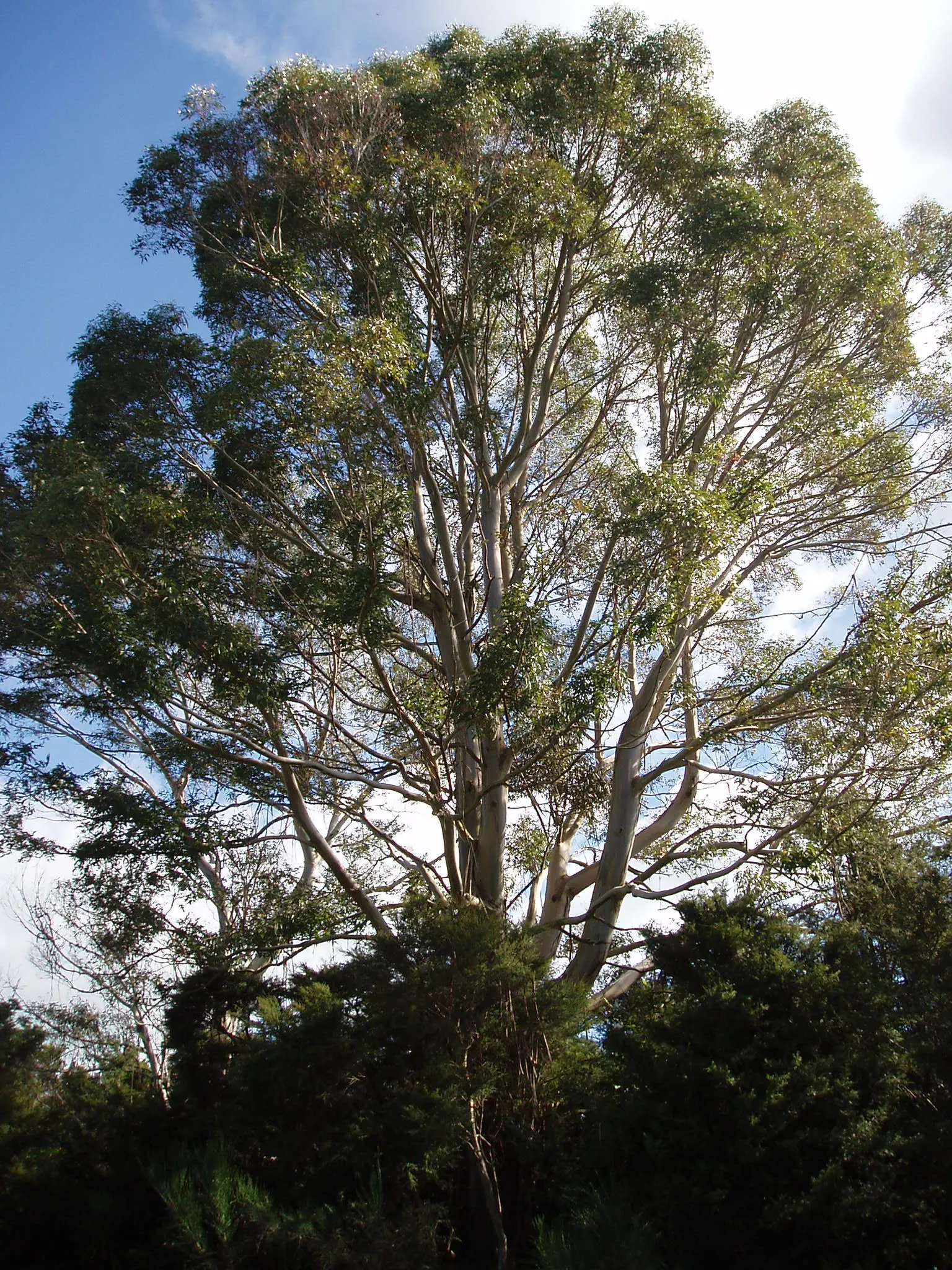 Manna Gum (Eucalyptus Viminalis) — This shedding process can create a dappled effect that adds to its visual interest; provide ample space for its full canopy