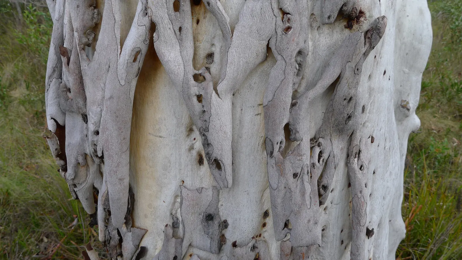 Manna Gum (Eucalyptus Viminalis) — The Manna Gum (Eucalyptus viminalis) is a stately evergreen native to Australia; its lance-shaped leaves and white blossoms