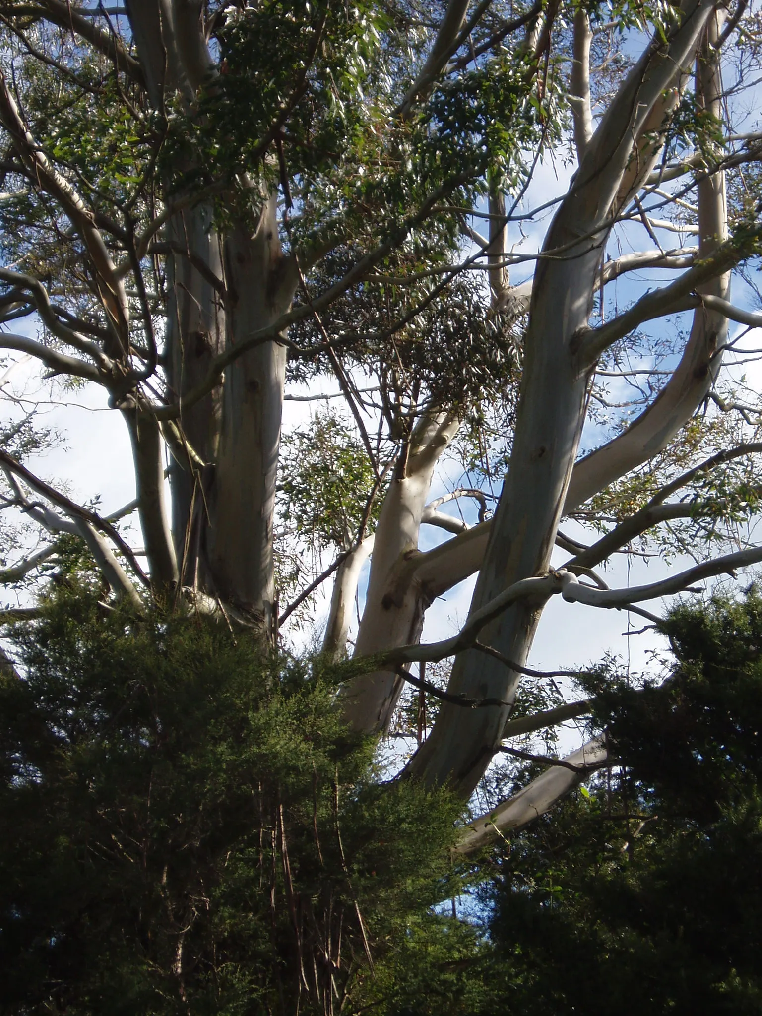 Manna Gum (Eucalyptus Viminalis) — tree for full; and place it in a spot where its peeling bark and attractive foliage can be appreciated