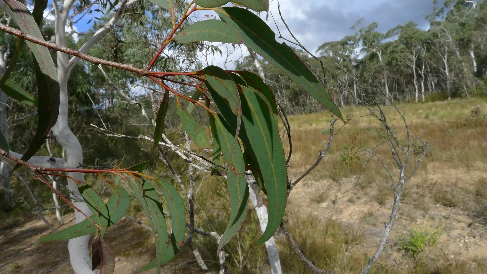 Manna Gum (Eucalyptus Viminalis) — although it does best in moist conditions