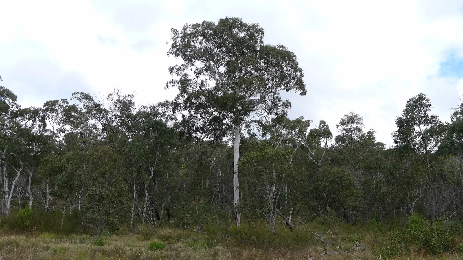 Manna Gum (Eucalyptus Viminalis) — although it does best in moist conditions; an added benefit is its white blooms