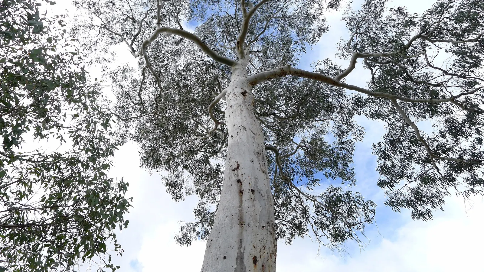 Manna Gum (Eucalyptus Viminalis) — off-white or cream-colored bark that peels in long ribbons; ideal for large landscapes, it adds vertical interest and a