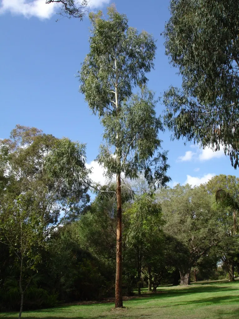 Manna Gum (Eucalyptus Viminalis) — scientifically referred to as Eucalyptus viminalis; although it does best in moist conditions