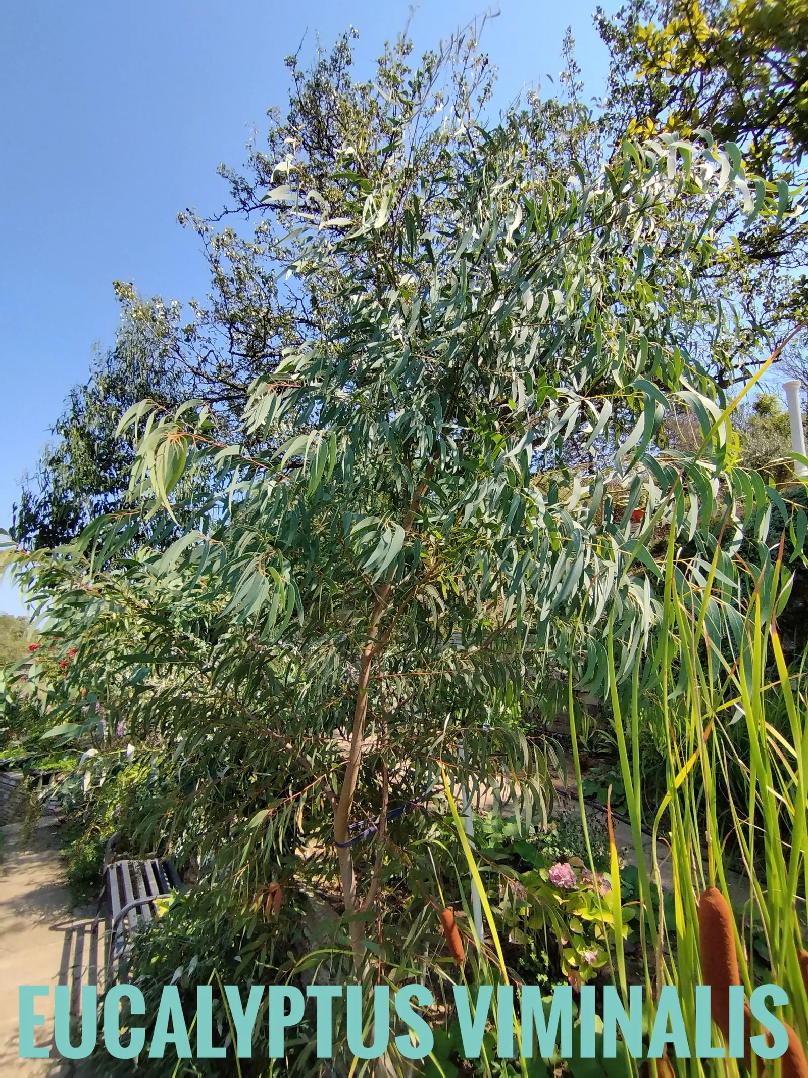 Manna Gum (Eucalyptus Viminalis) — An added benefit is its white blooms; the Manna Gum (Eucalyptus viminalis) is a stately evergreen native to Australia