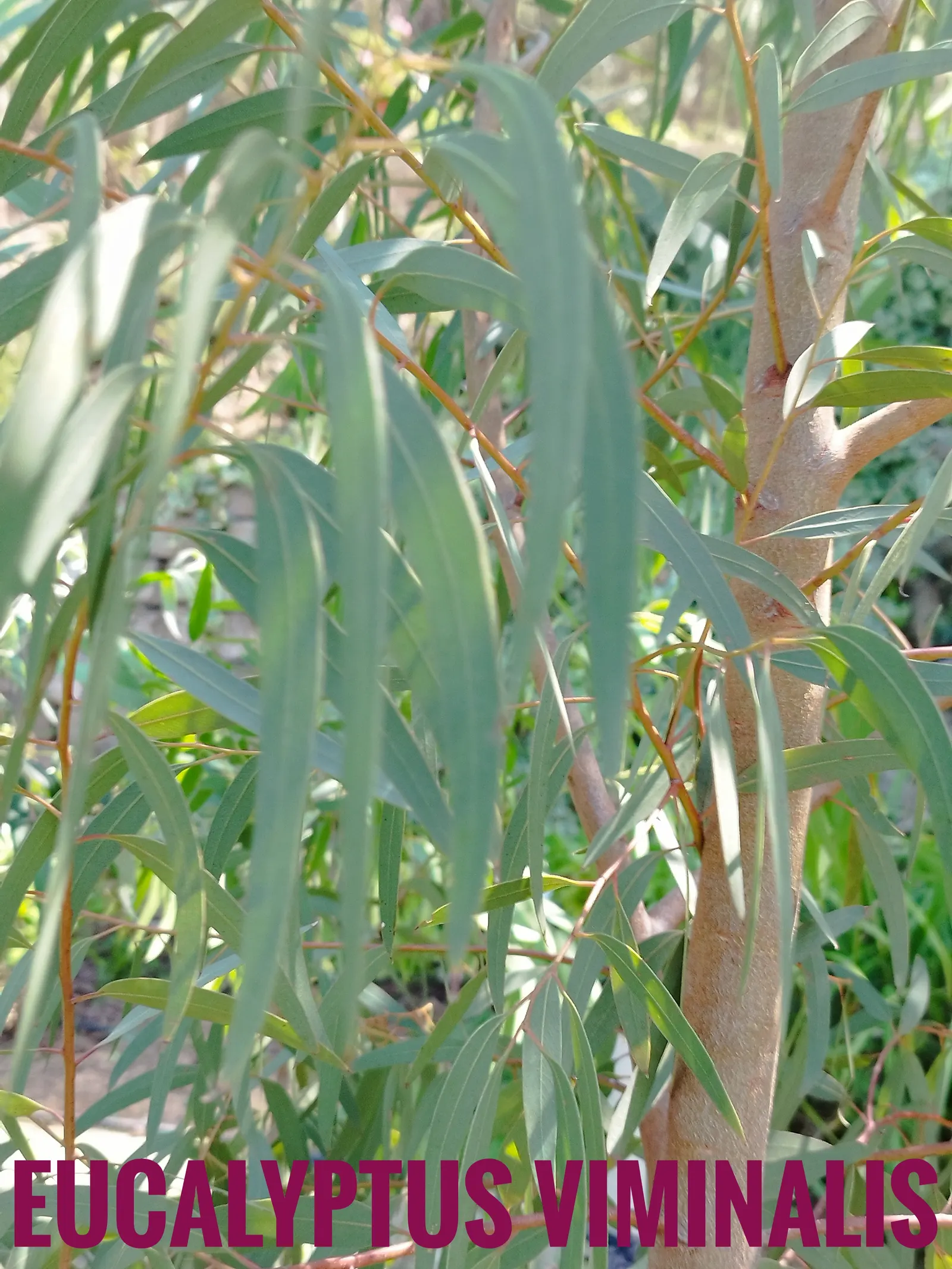 Manna Gum (Eucalyptus Viminalis) — scientifically referred to as Eucalyptus viminalis
