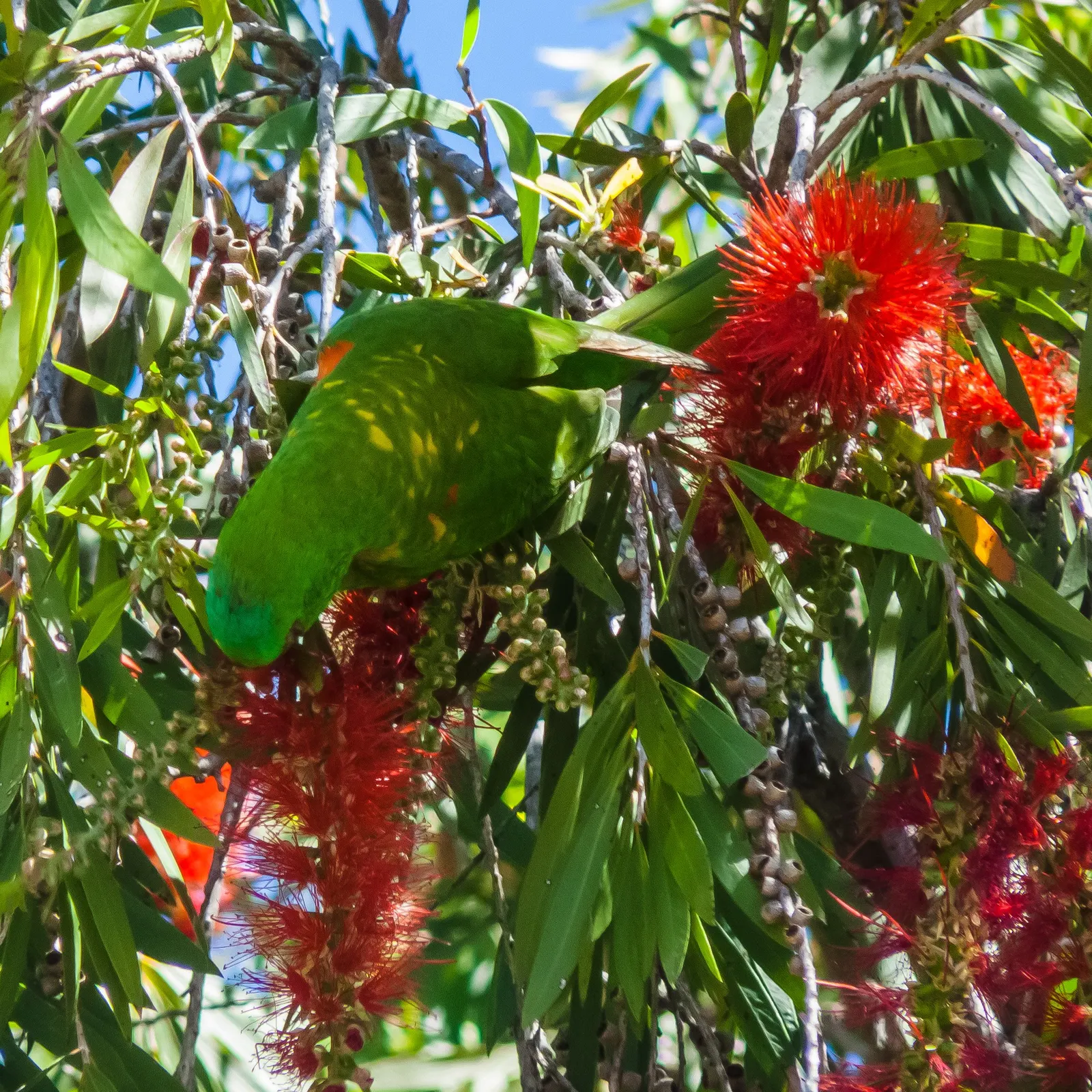 Manna Gum (Eucalyptus Viminalis) — consider its eventual height and spread - it is not suited to small gardens