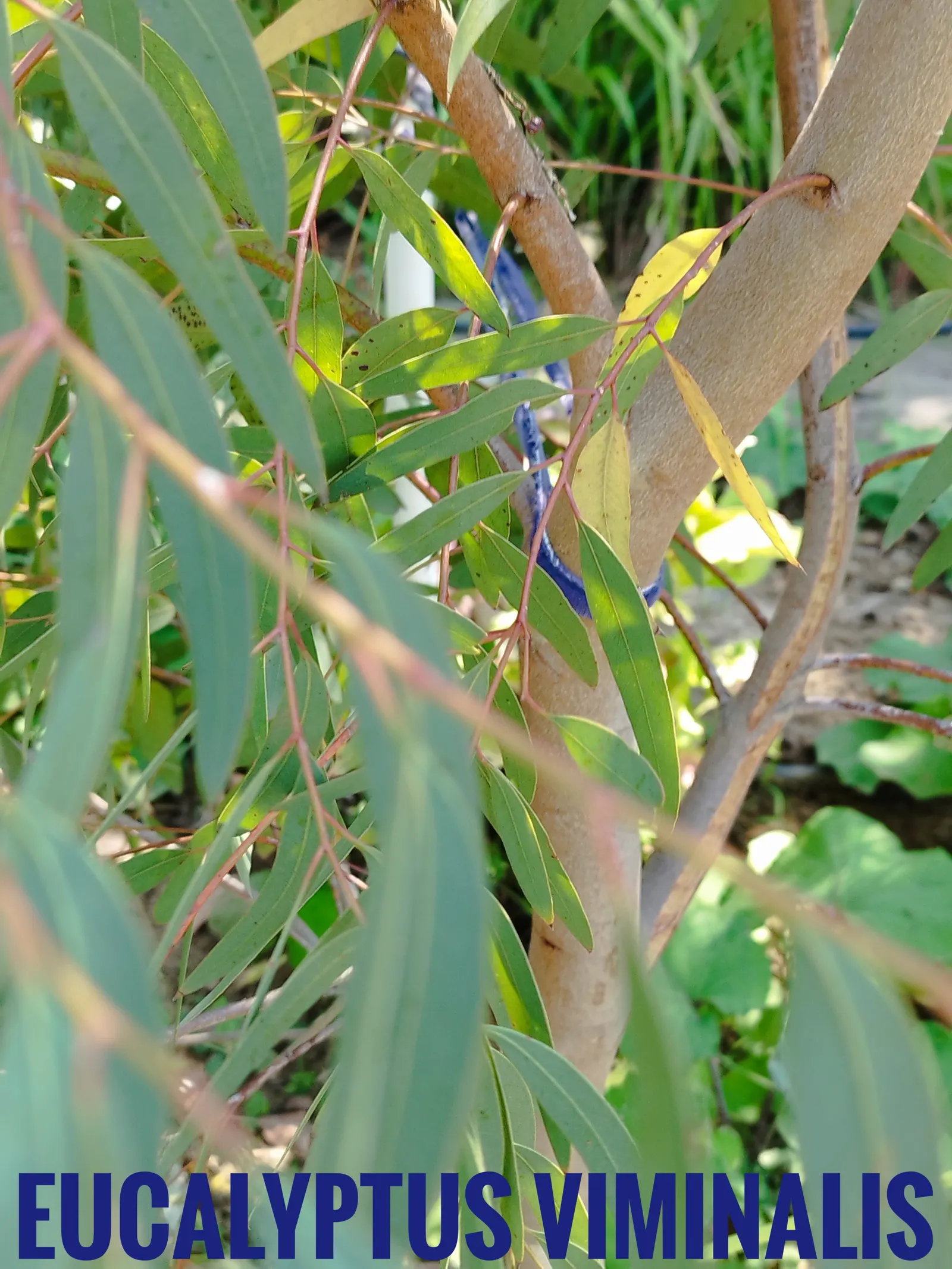 Manna Gum (Eucalyptus Viminalis) — typically reaching heights of 80 to 120 feet with a canopy spread of 20 to 40 feet at maturity; the tree produces
