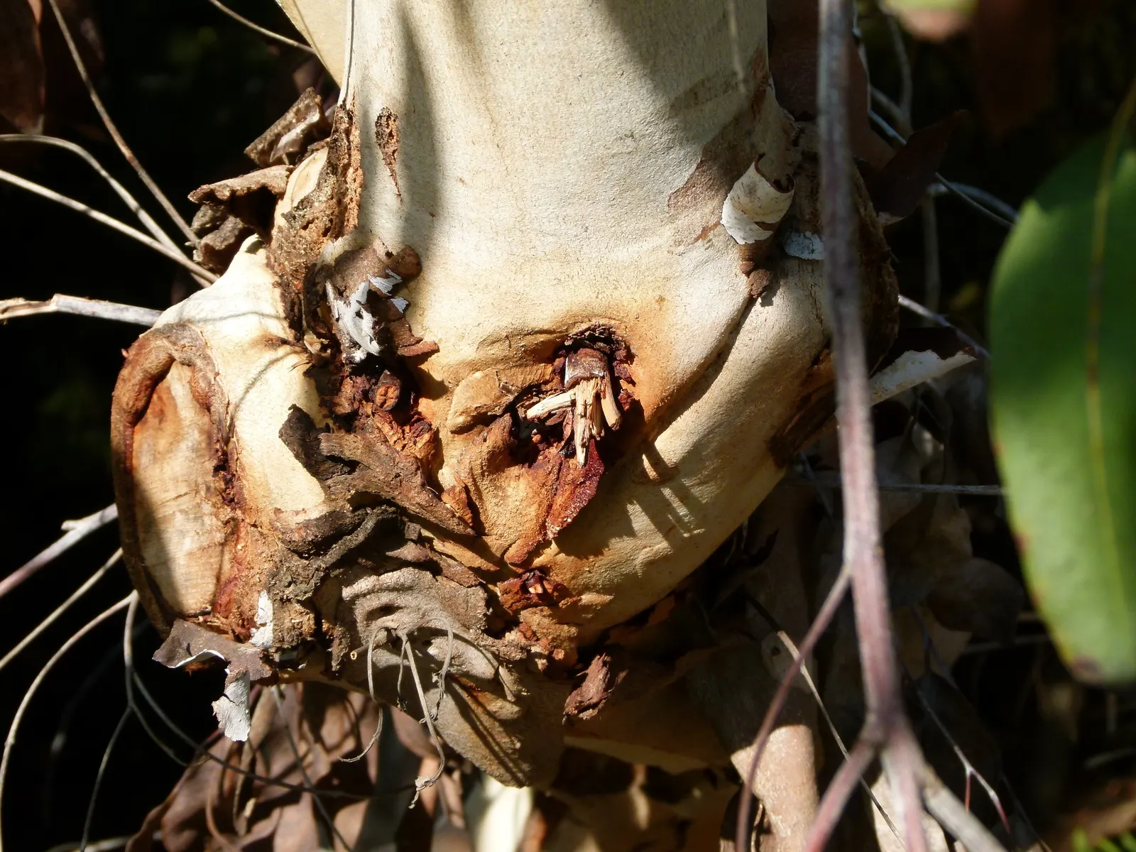 Manna Gum (Eucalyptus Viminalis) — tree for full