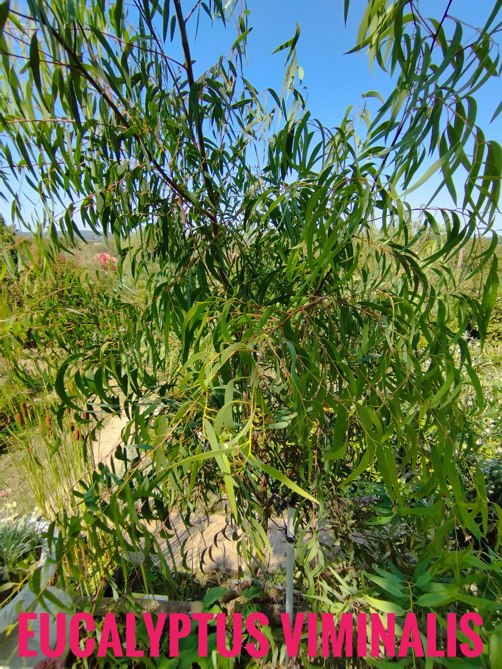 Manna Gum (Eucalyptus Viminalis) — An added benefit is its white blooms