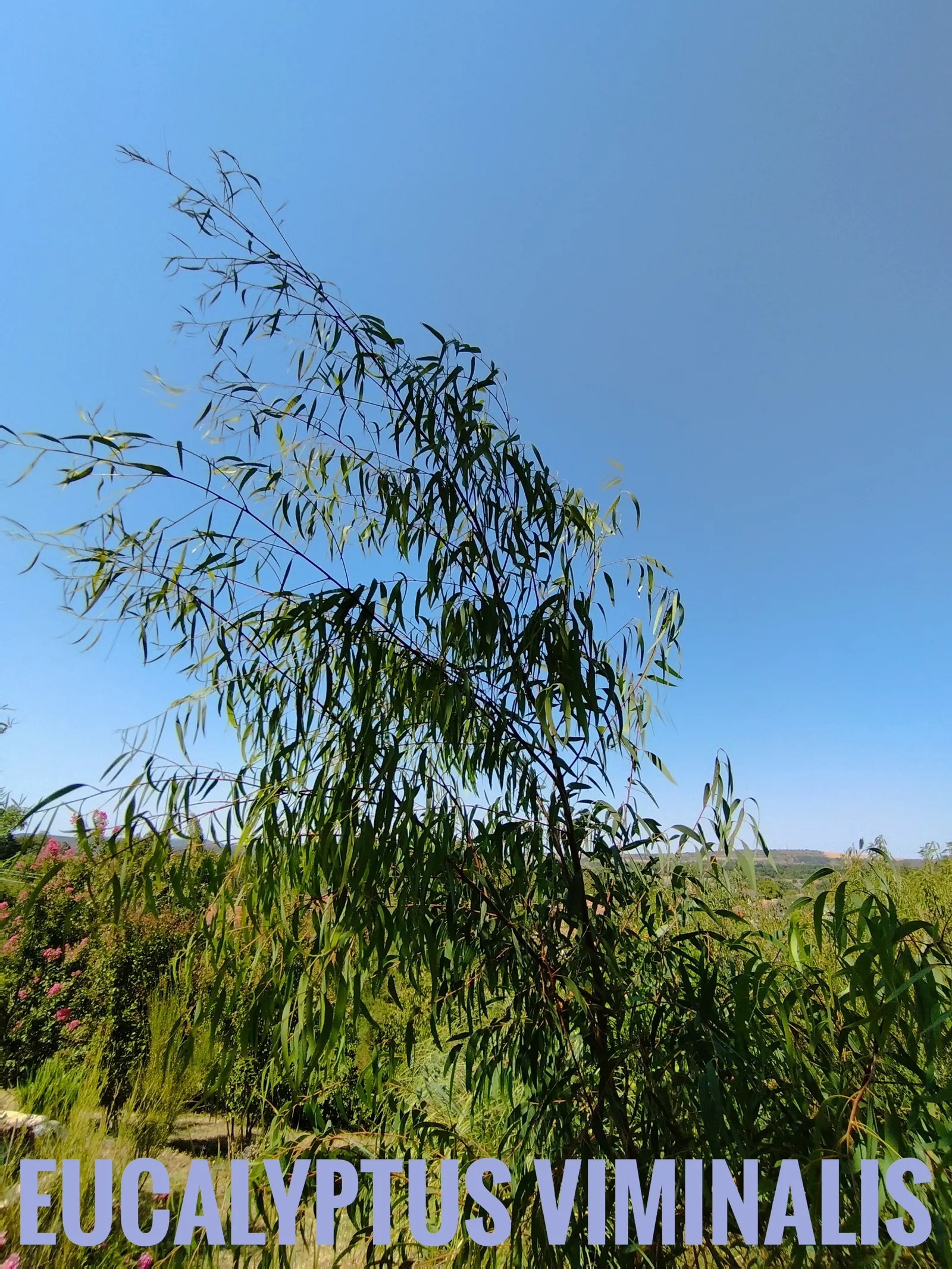Manna Gum (Eucalyptus Viminalis) — to ensure it remains a safe and beautiful component of the landscape; this shedding process can create a dappled effect that