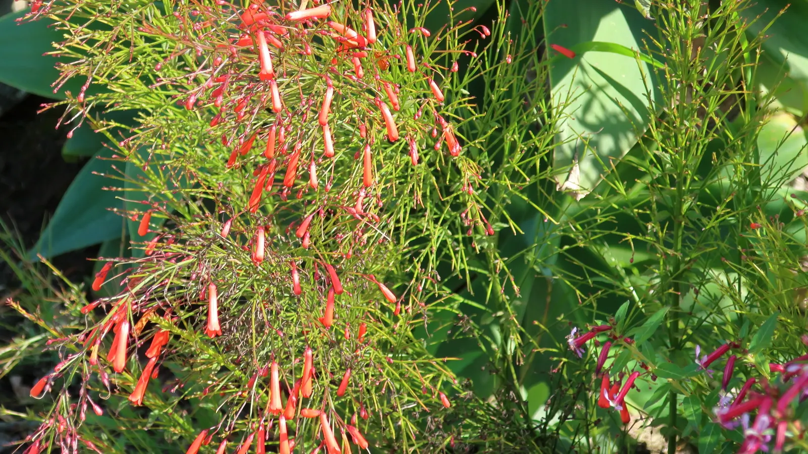 Pink Starfire Cuphea (Cuphea X 'Pink Starfire') — The Cuphea x 'Pink Starfire' is a vibrant perennial, flourishing in full sun to part shade