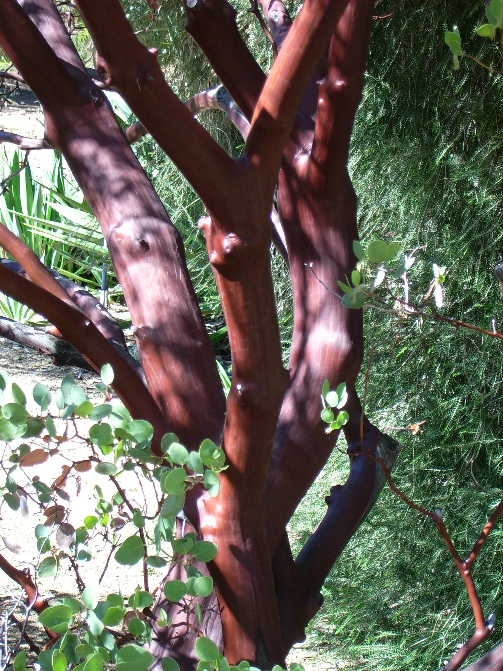 Common Manzanita (Arctostaphylos Manzanita) — whether used as a focal point