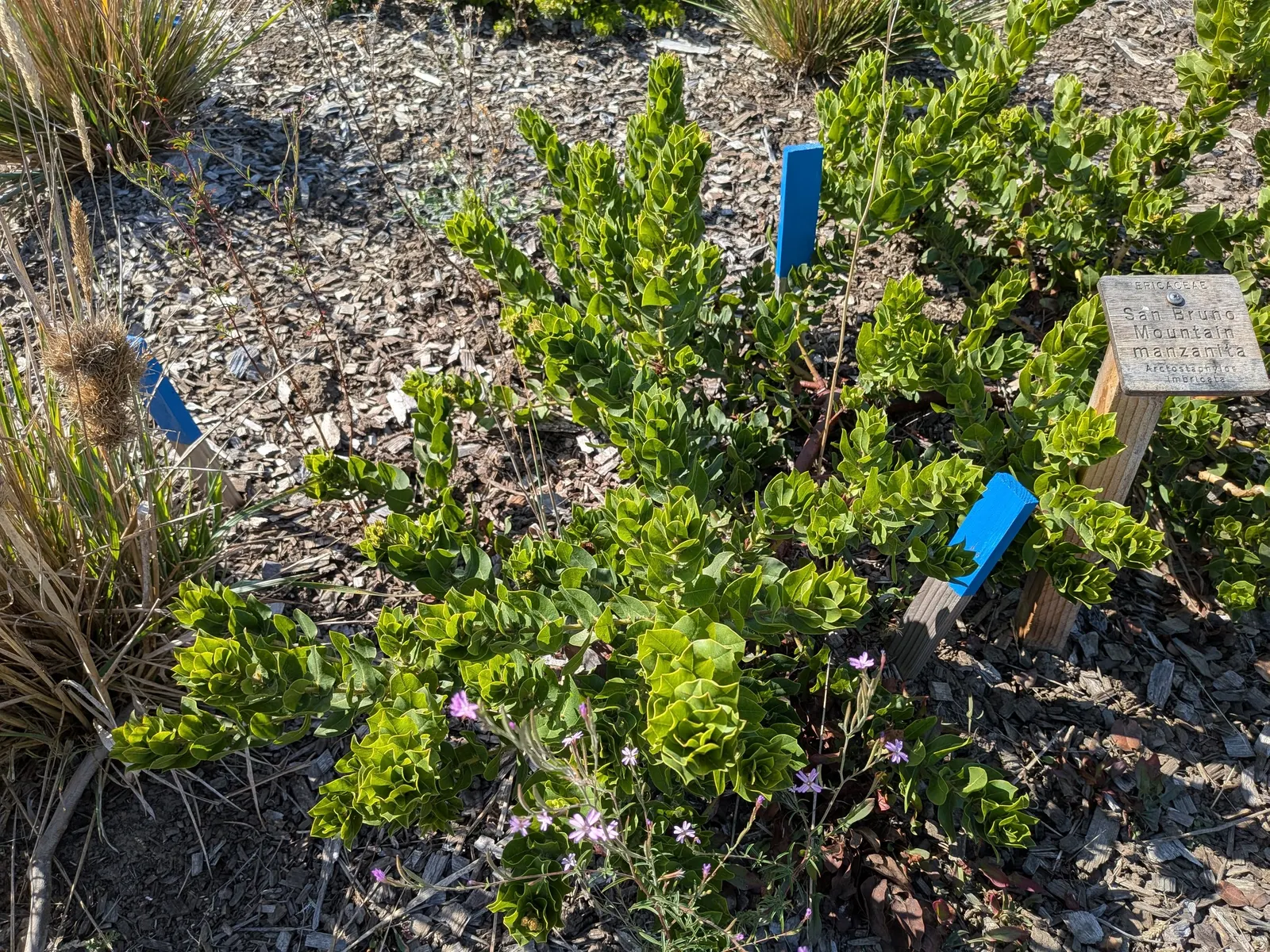 Common Manzanita (Arctostaphylos Manzanita) — revered for its ornamental attributes and low-maintenance profile