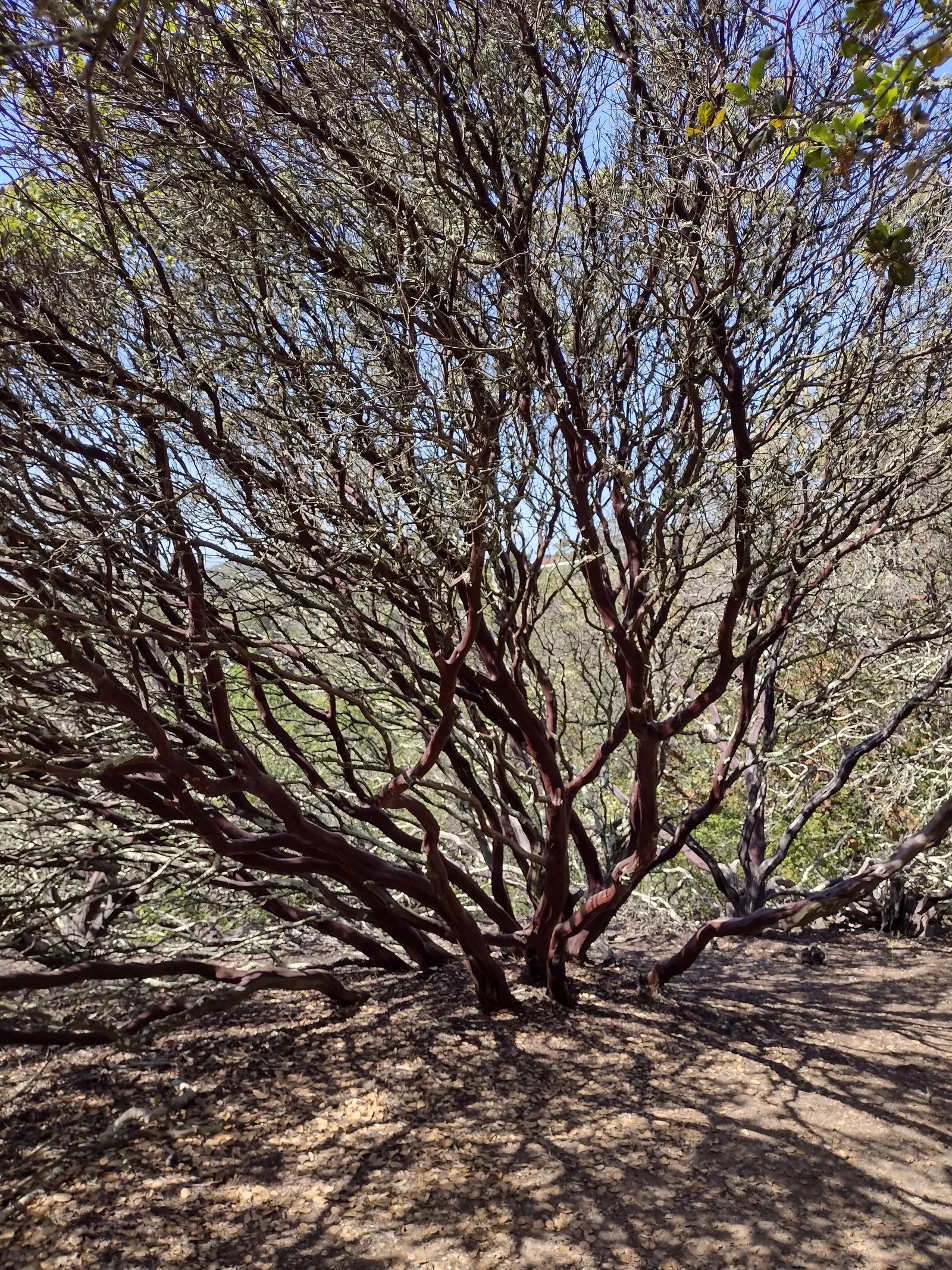 Common Manzanita (Arctostaphylos Manzanita) — is an evergreen shrub boasting a striking red-brown bark and leathery leaves