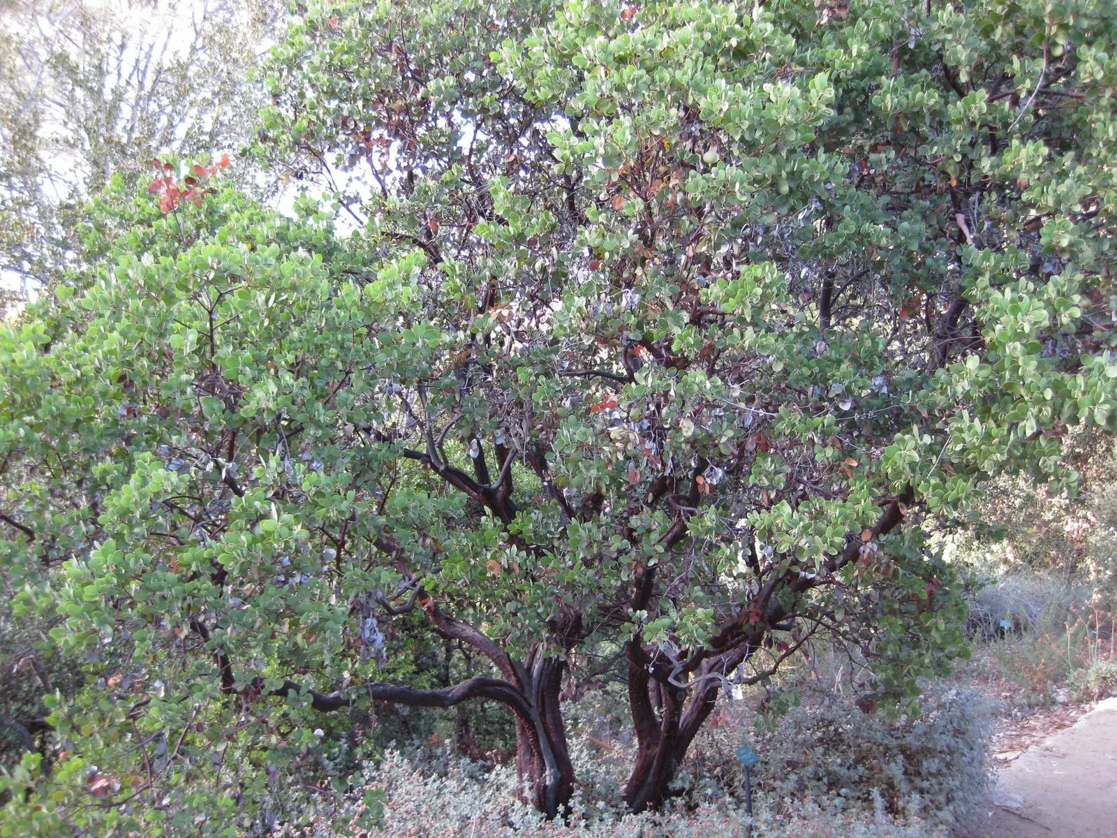 Common Manzanita (Arctostaphylos Manzanita) — the Manzanita produces spherical red to brown berries