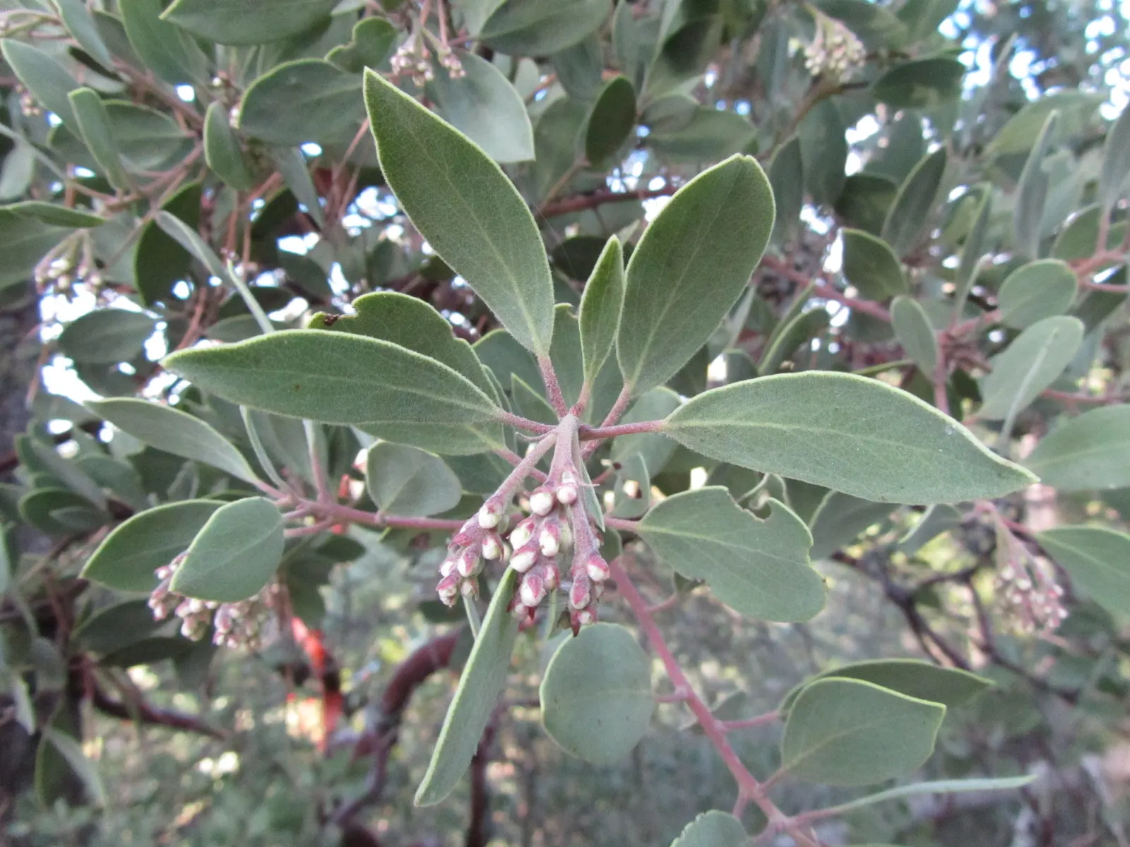 Common Manzanita (Arctostaphylos Manzanita) — and ideal for adding year-round interest to xeriscapes and coastal settings