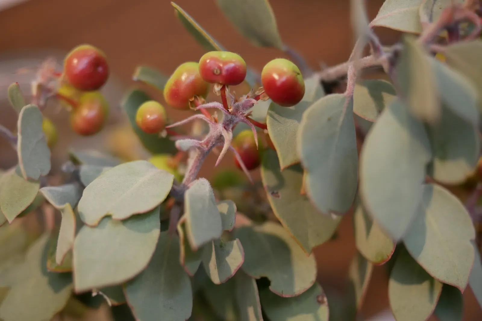 Common Manzanita (Arctostaphylos Manzanita) — exhibiting a sculptural quality with its twisting red-brown branches