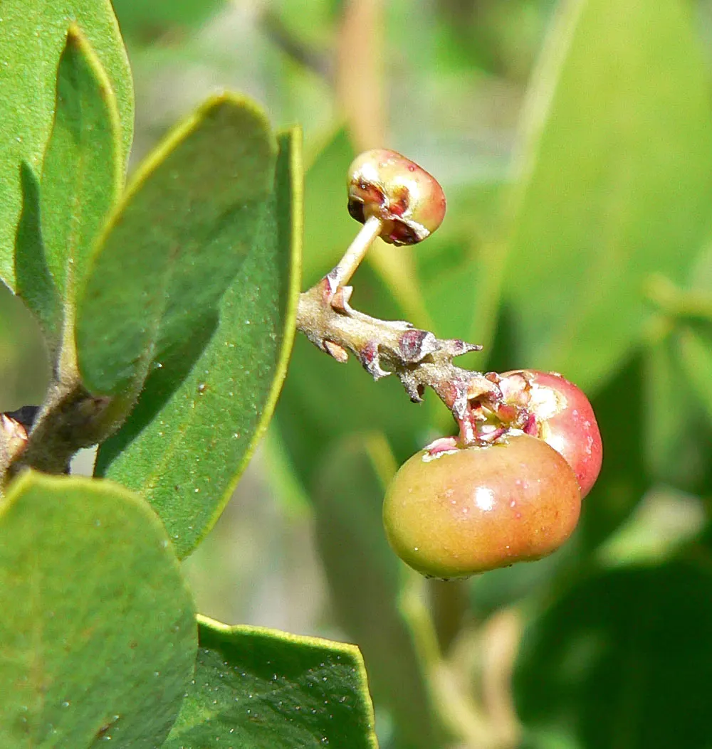 Common Manzanita (Arctostaphylos Manzanita) — requiring minimal intervention once established
