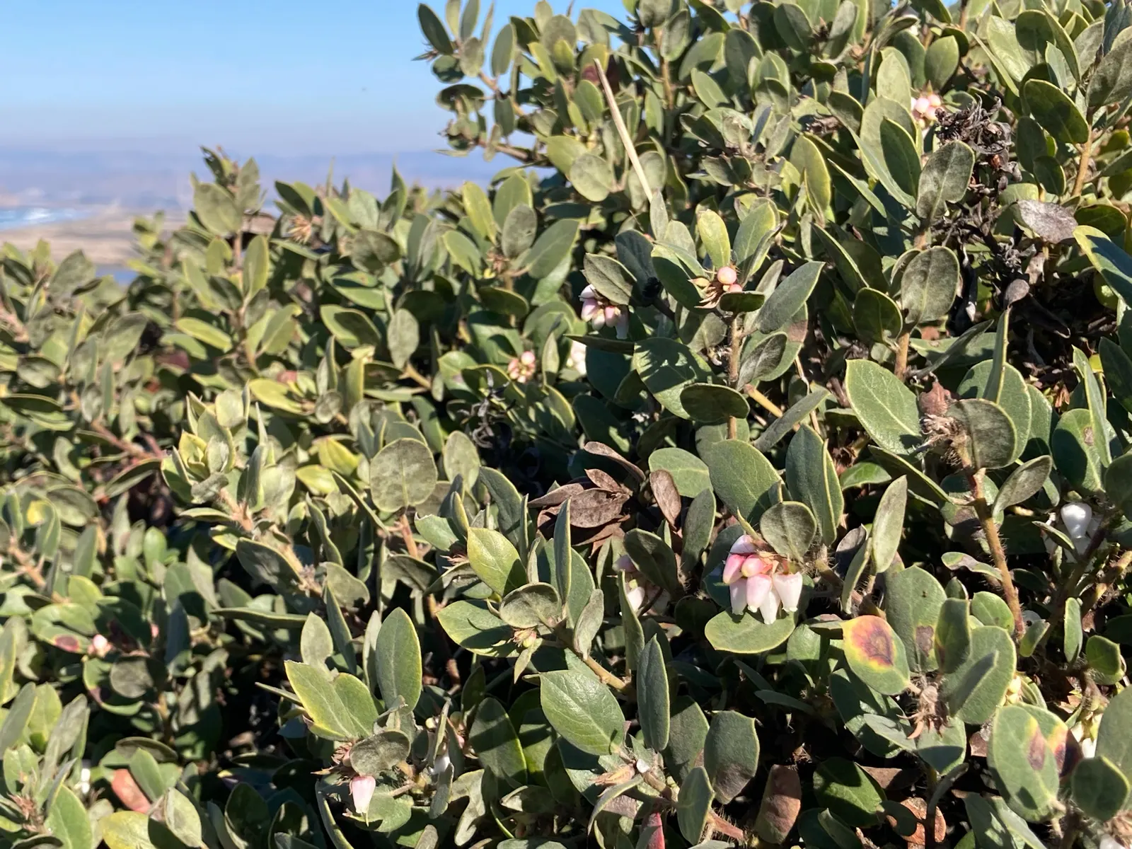 Common Manzanita (Arctostaphylos Manzanita) — and grows 6-15 feet tall and 5-10 feet wide