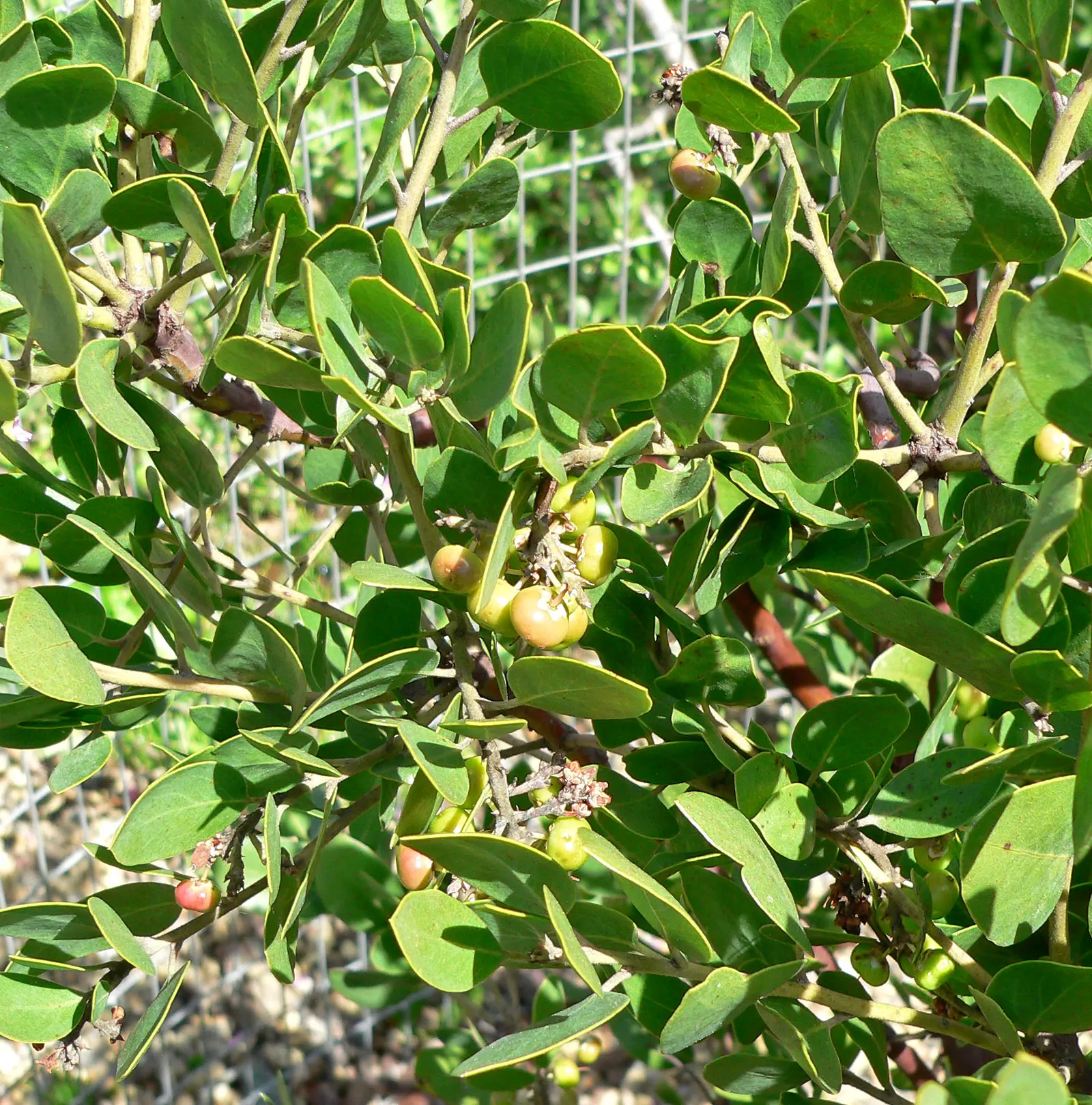 Common Manzanita (Arctostaphylos Manzanita) — When incorporating the Common Manzanita into a garden design