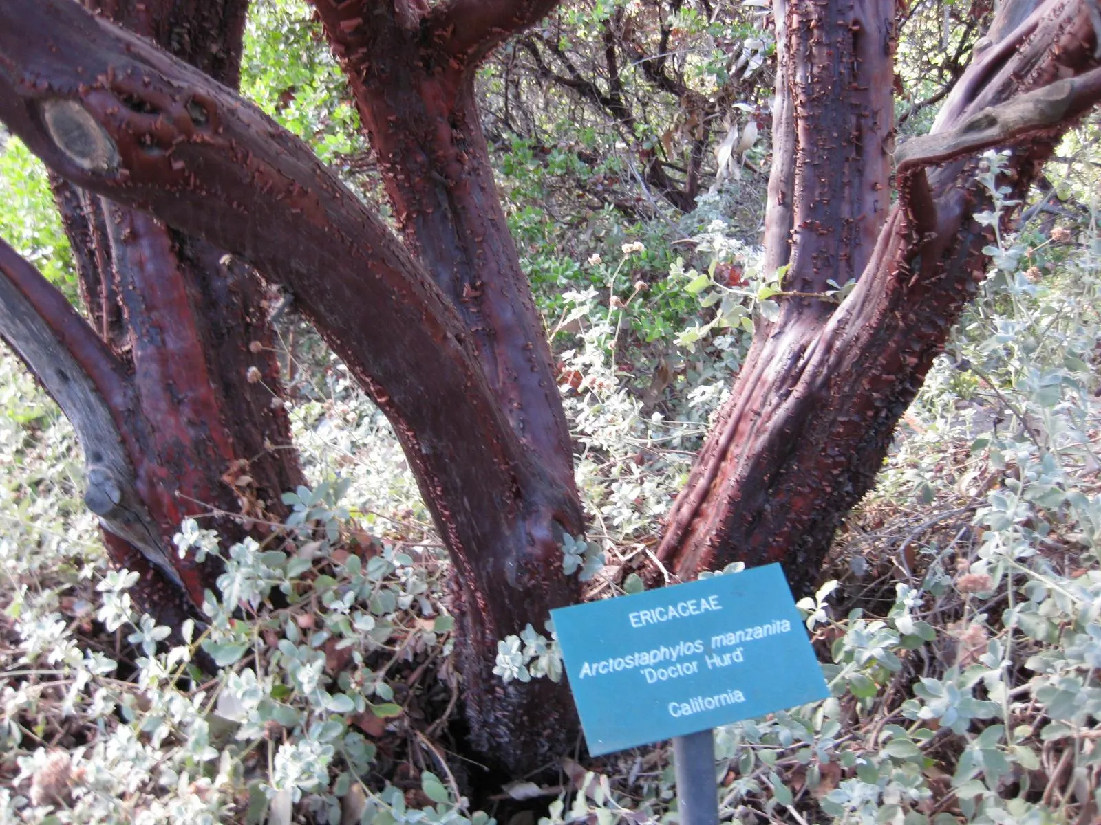 Common Manzanita (Arctostaphylos Manzanita) — offering a delicate contrast against the robust foliage