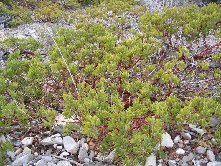 Common Manzanita (Arctostaphylos Manzanita) — where urn-shaped pink to white flowers grace the plant