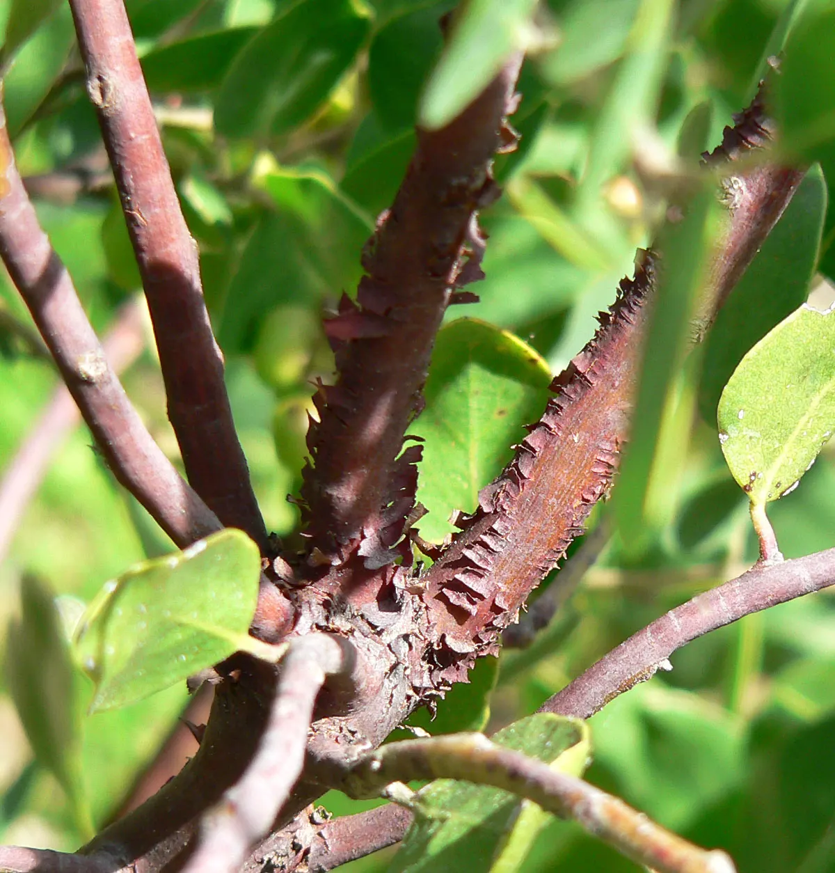 Common Manzanita (Arctostaphylos Manzanita) — consider its natural elegance and practicality