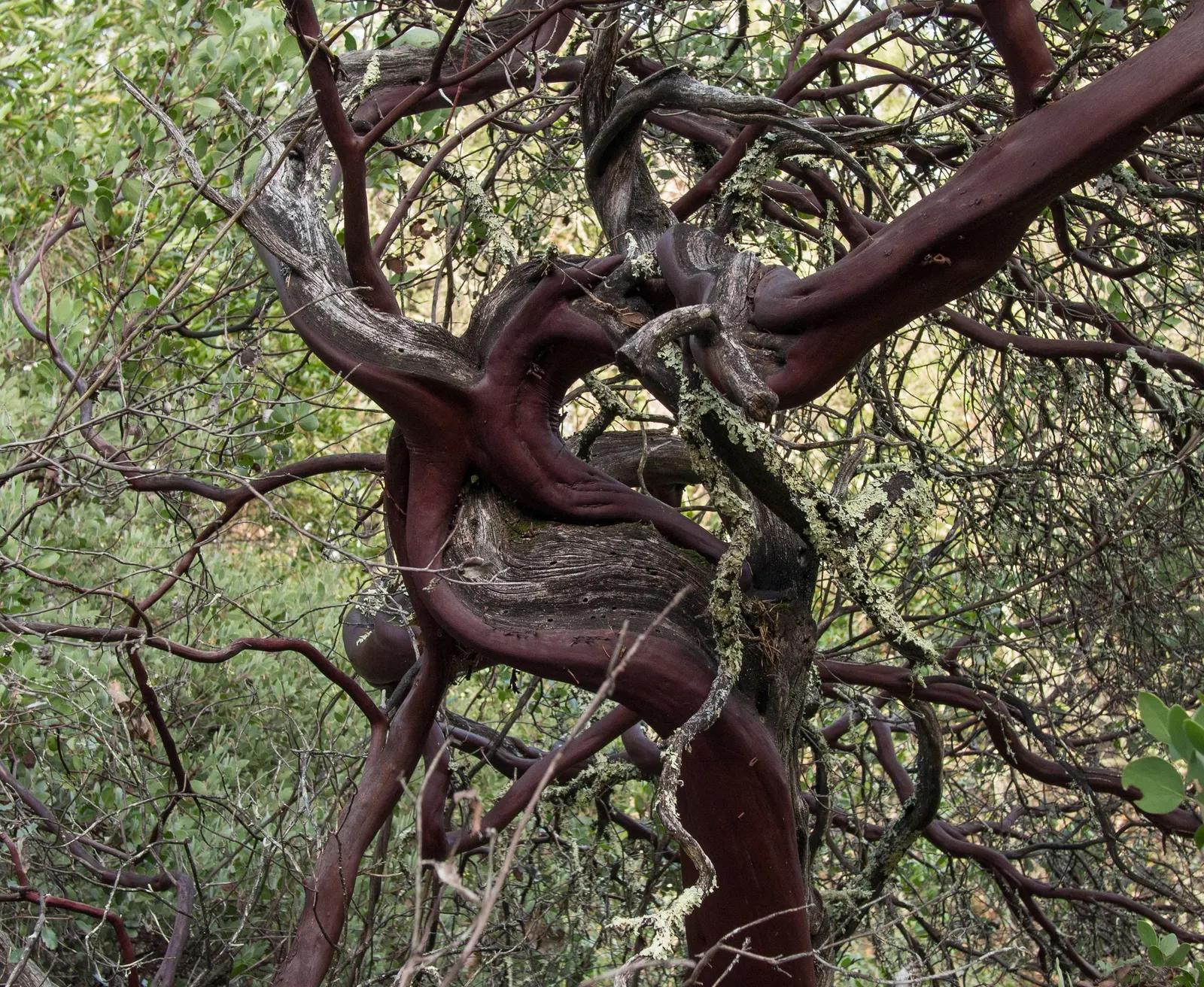 Common Manzanita (Arctostaphylos Manzanita) — measuring around 1 to 2 inches long.<br><br>Spring heralds its bloom time