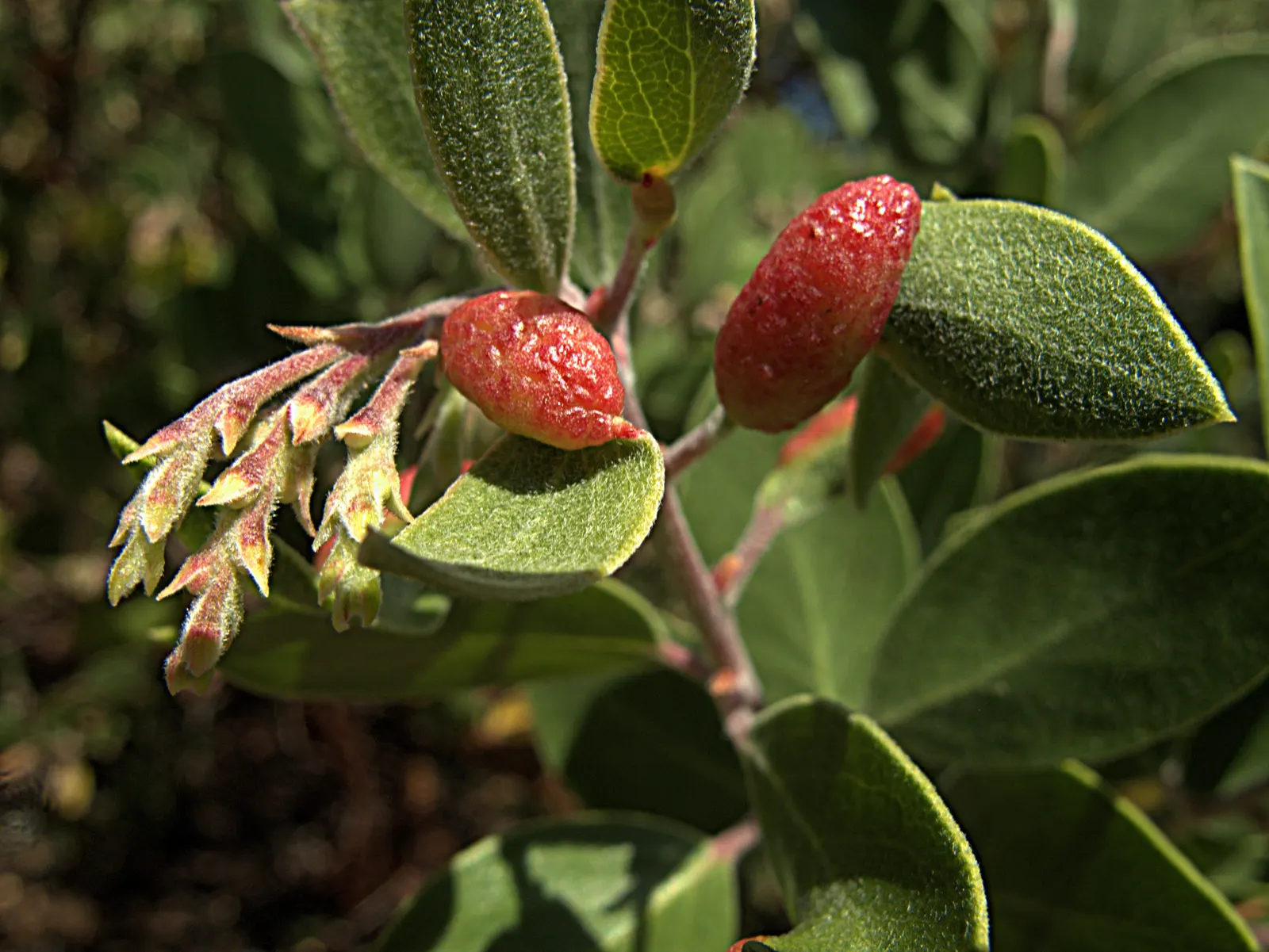 Common Manzanita (Arctostaphylos Manzanita) — including bees and hummingbirds