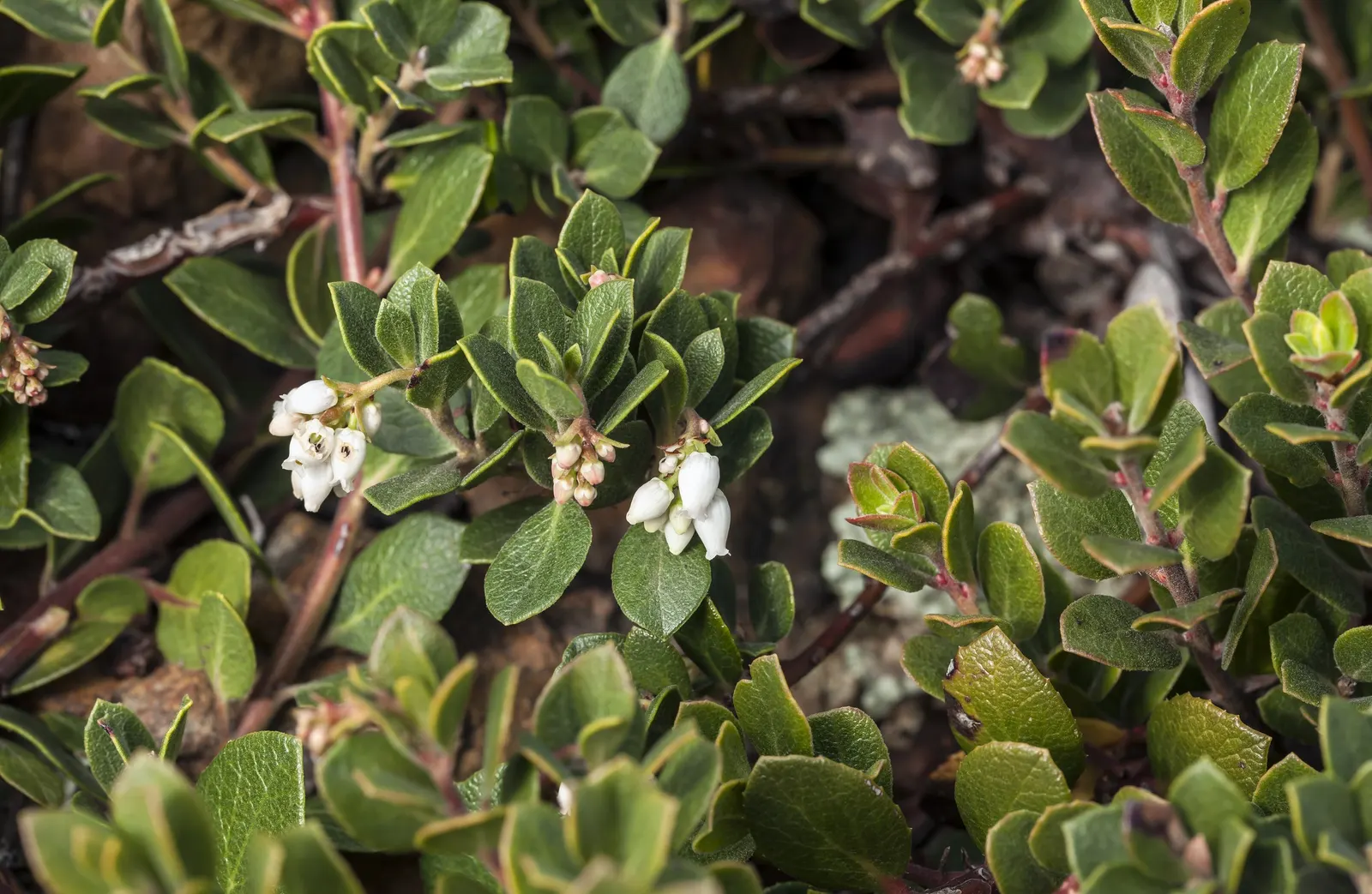 Common Manzanita (Arctostaphylos Manzanita) — It thrives in well-drained soils