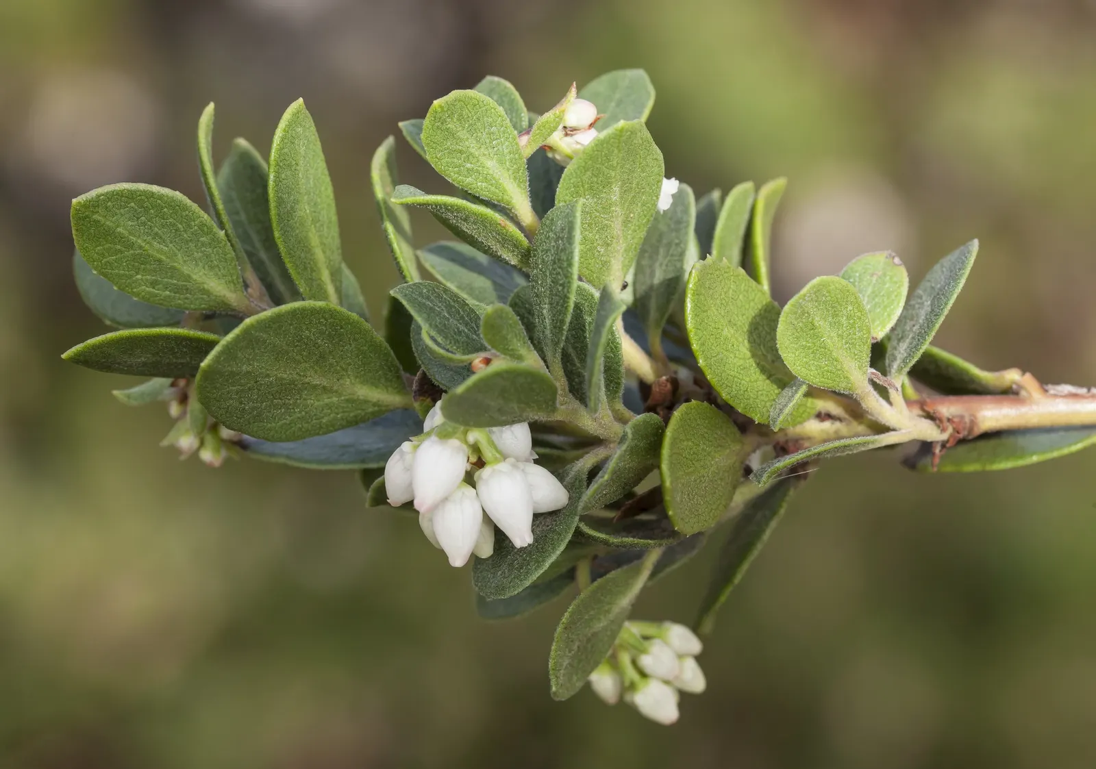 Common Manzanita (Arctostaphylos Manzanita) — providing a year-round visual interest