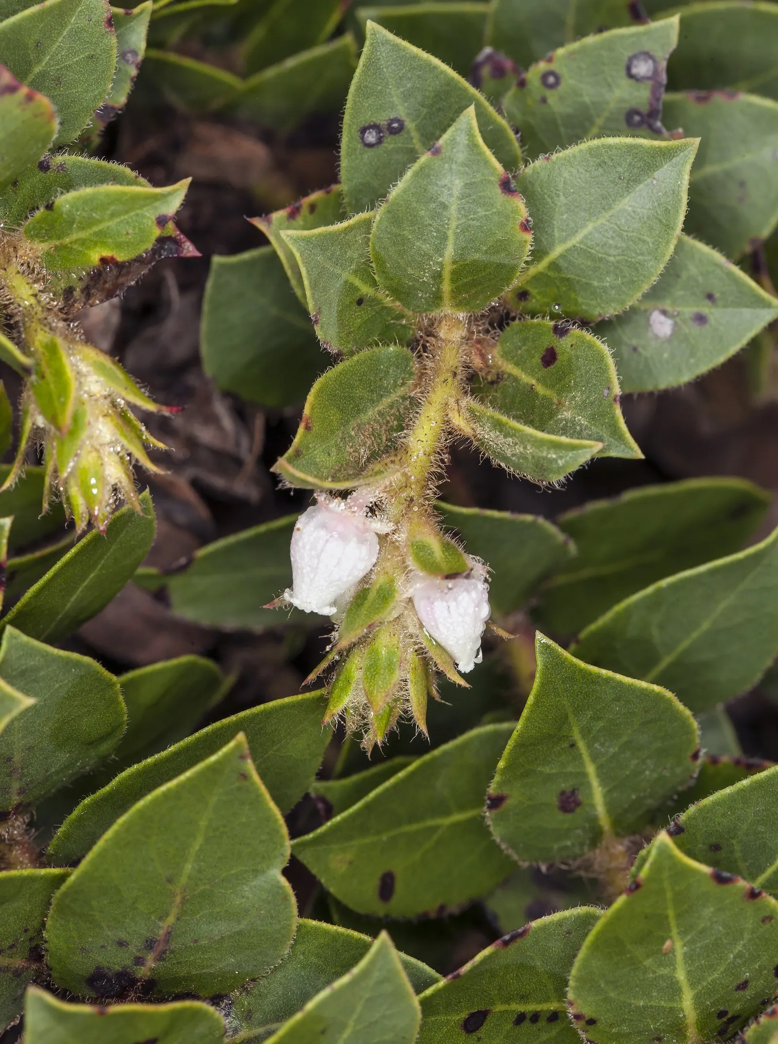 Common Manzanita (Arctostaphylos Manzanita) — this species reaches a mature height of 6 to 15 feet with an equally spreading canopy