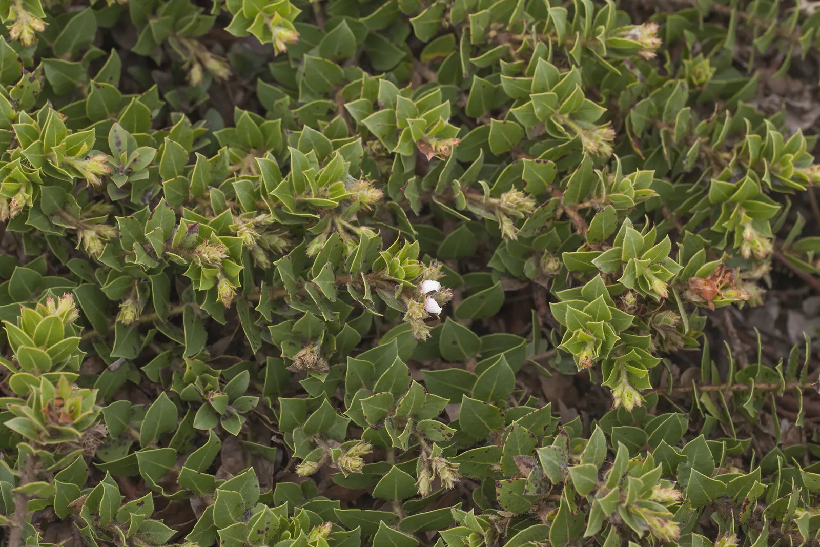 Common Manzanita (Arctostaphylos Manzanita) — The leaves bring a leathery texture and a deep green hue