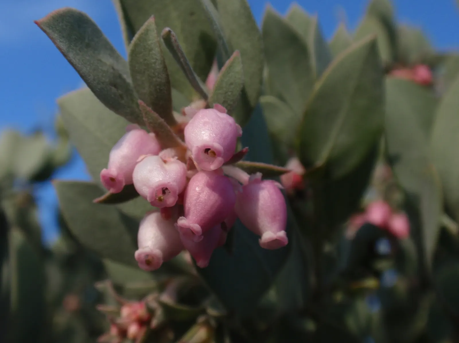 Common Manzanita (Arctostaphylos Manzanita) — making it an ideal candidate for xeriscaping