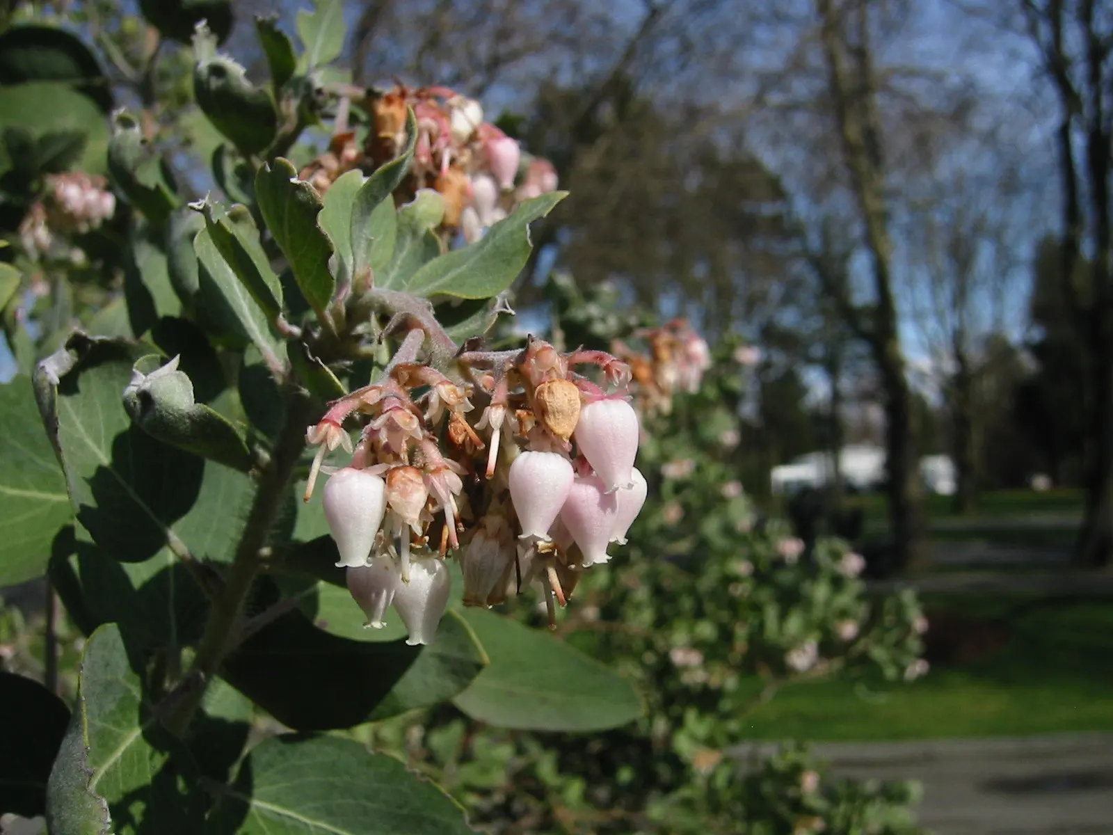 Common Manzanita (Arctostaphylos Manzanita) — approximately 0.5 to 1 inch in diameter