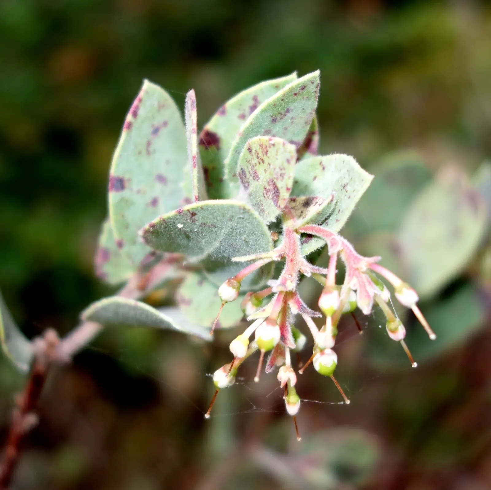 Common Manzanita (Arctostaphylos Manzanita) — features bell-shaped pink or white blossoms in late winter to early spring