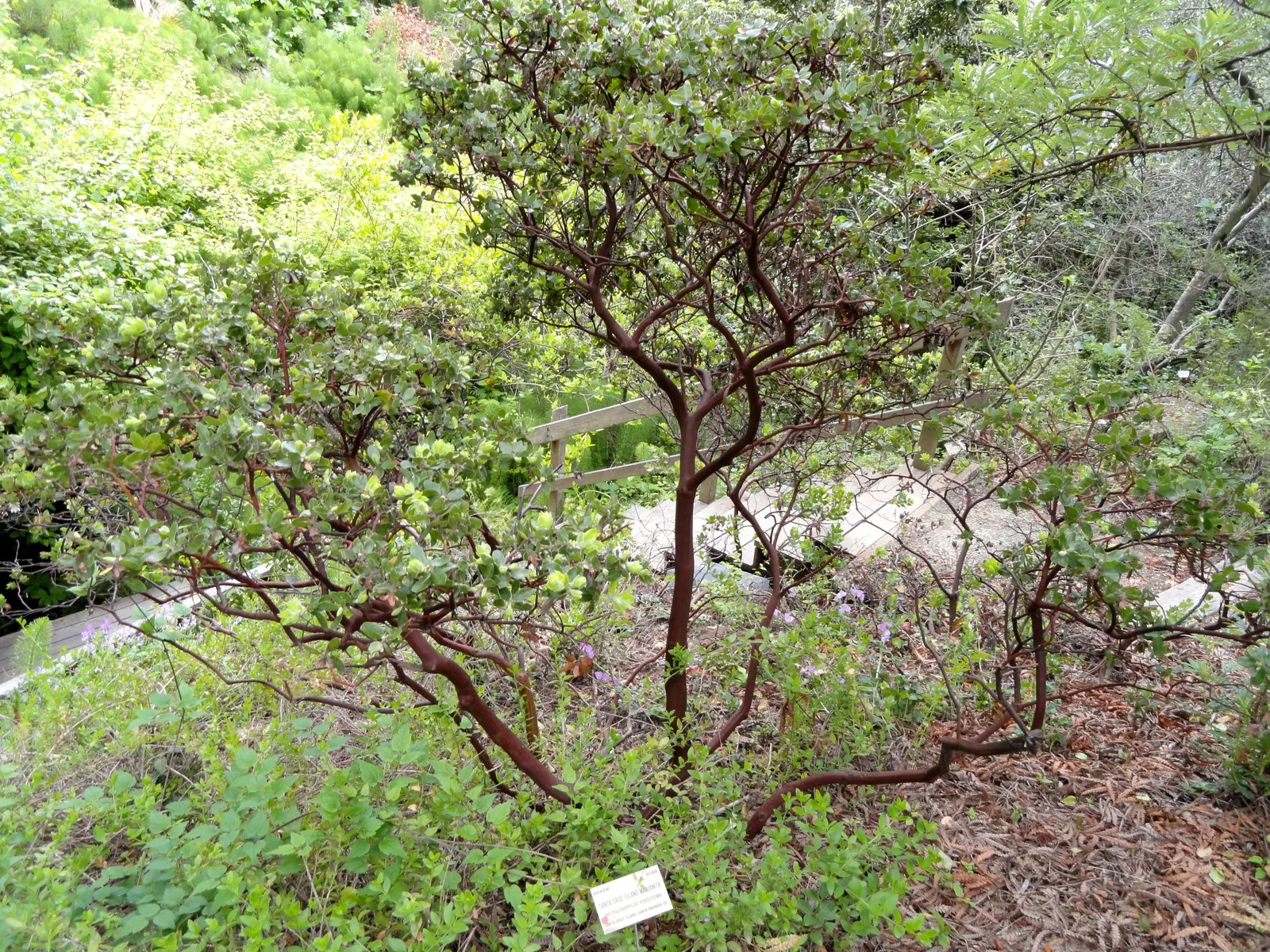 Common Manzanita (Arctostaphylos Manzanita) — This resilient native is low-maintenance