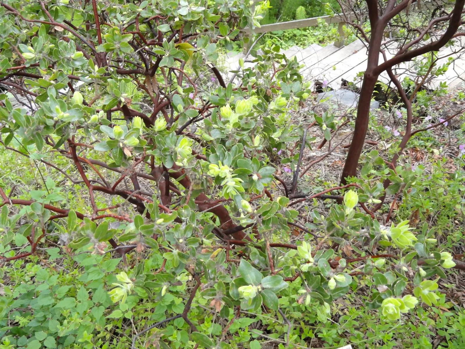 Common Manzanita (Arctostaphylos Manzanita) — The Common Manzanita (Arctostaphylos manzanita) is an evergreen shrub native to the western United States