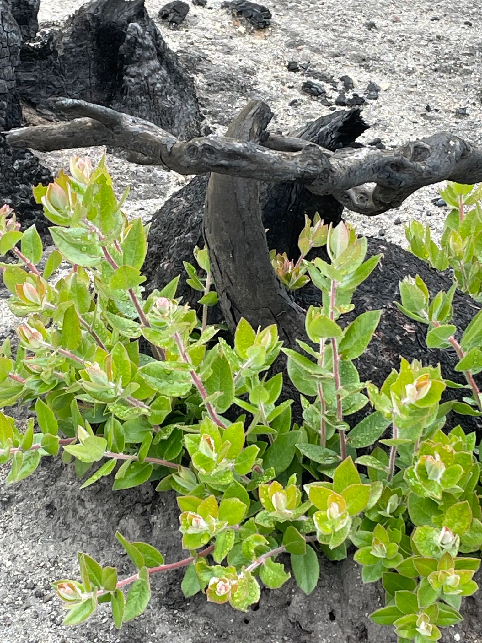 Common Manzanita (Arctostaphylos Manzanita) — It is hardy in USDA zones 8 to 10 and is highly adaptable to rocky or sandy terrain