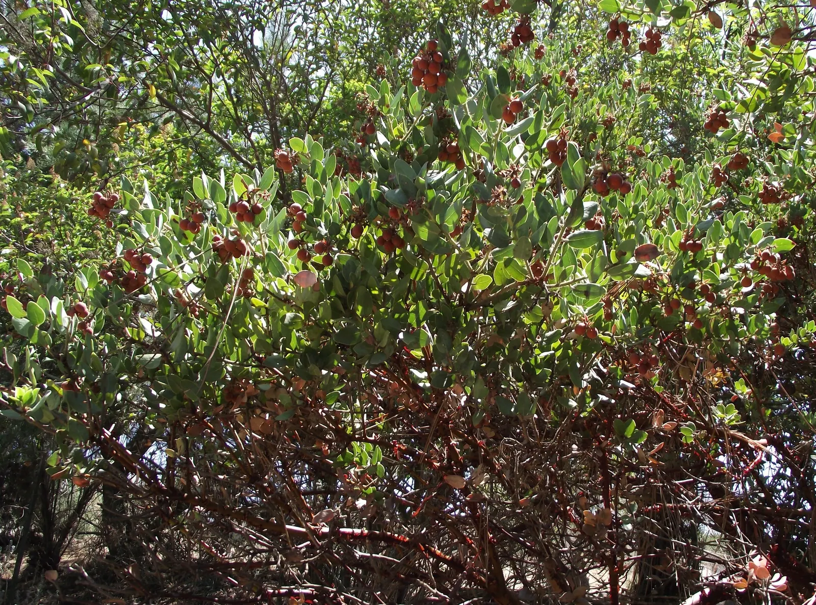Common Manzanita (Arctostaphylos Manzanita) — For care, minimal pruning is needed, primarily to maintain the desired shape and to remove any dead wood