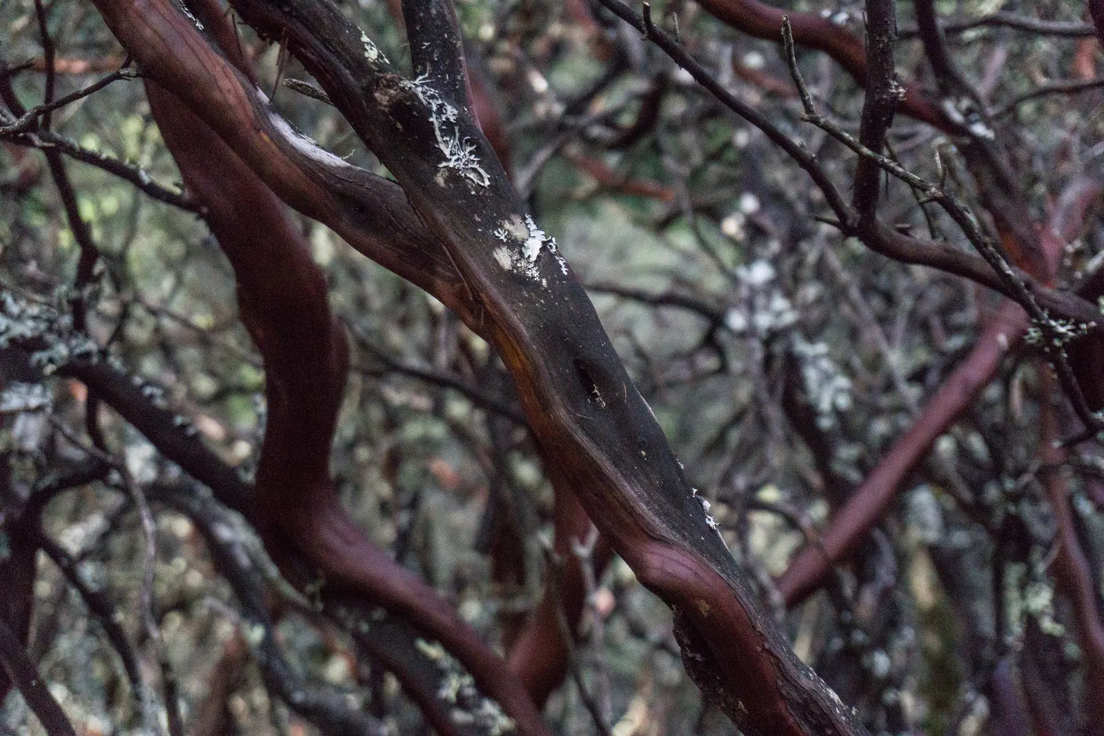 Common Manzanita (Arctostaphylos Manzanita) — These blossoms are not only aesthetically pleasing but also attract a variety of pollinators