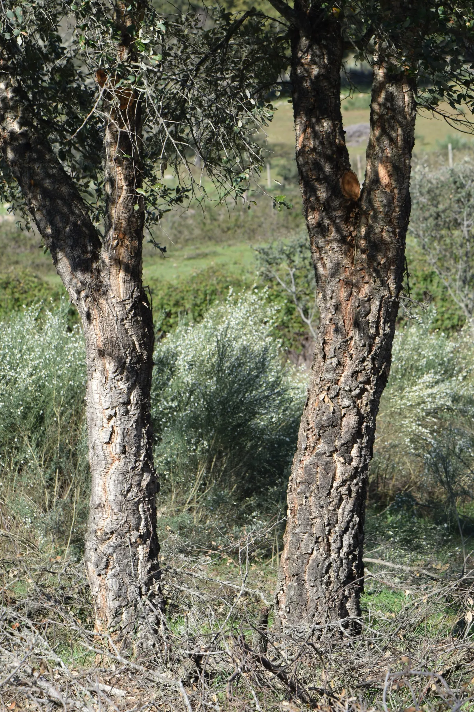 Cork Oak (Quercus Suber) — it reaches up to 65 feet tall and 50 feet wide