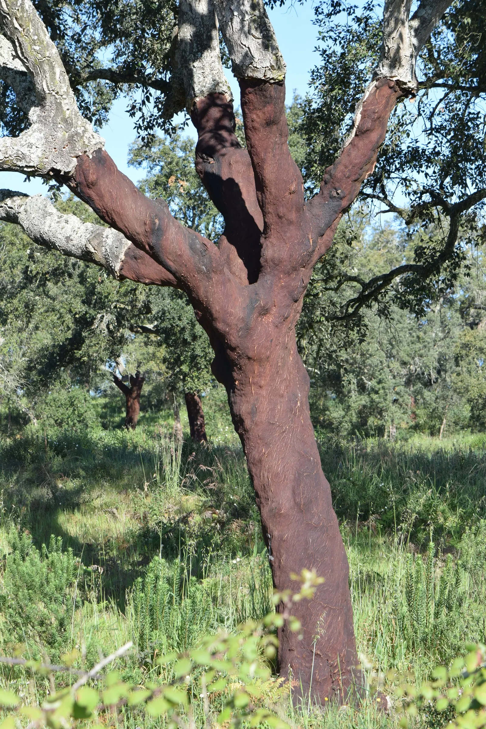 Cork Oak (Quercus Suber) — it's drought-tolerant once established; requiring minimal pruning and care post-establishment, image 46