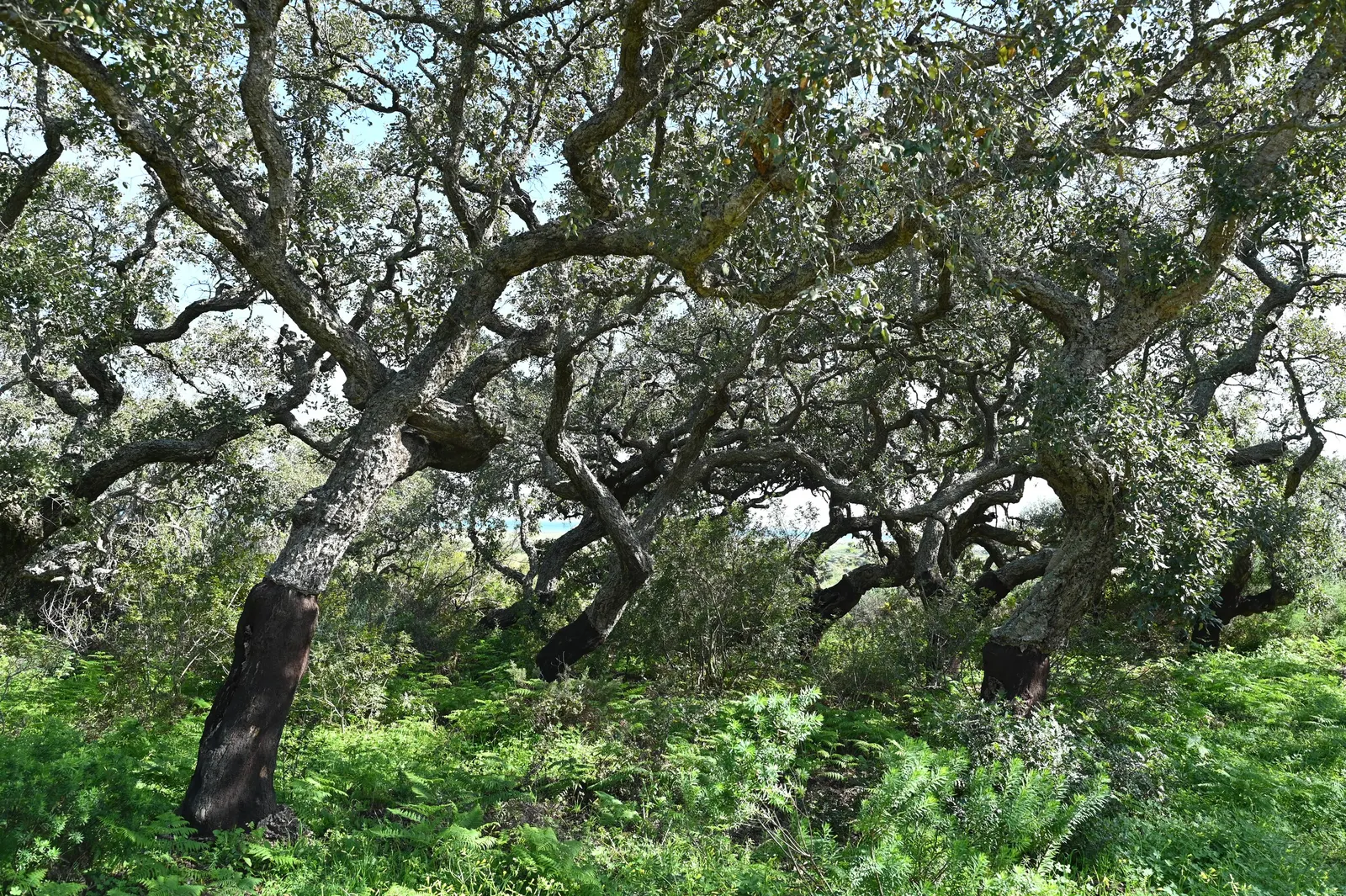 Cork Oak (Quercus Suber) — making it a majestic presence in any landscape design.<br><br>Featuring a broad and rounded canopy; the Cork Oak, image 52