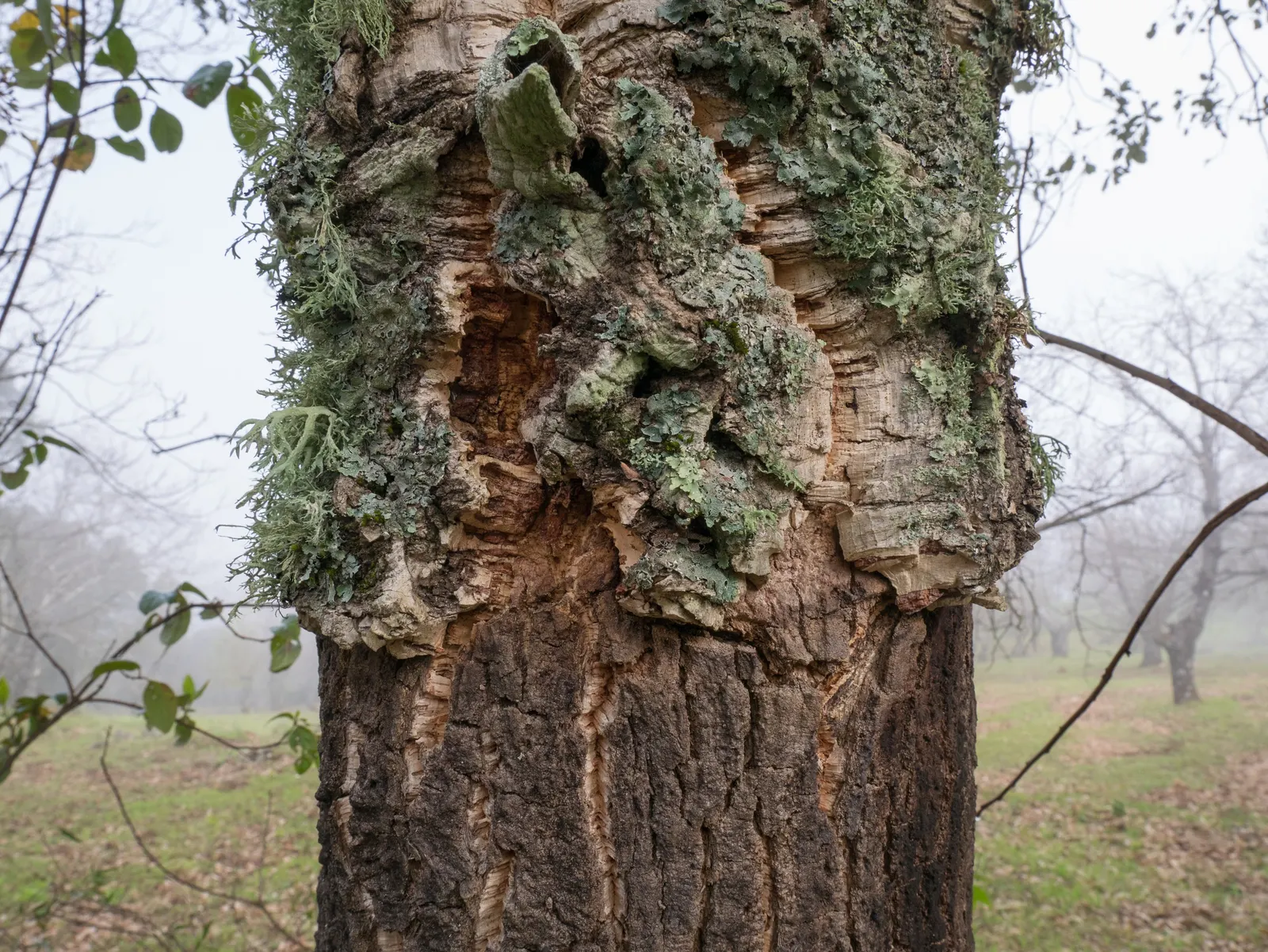 Cork Oak (Quercus Suber) — Bear in mind the potential size of the tree; renewable bark used in cork production