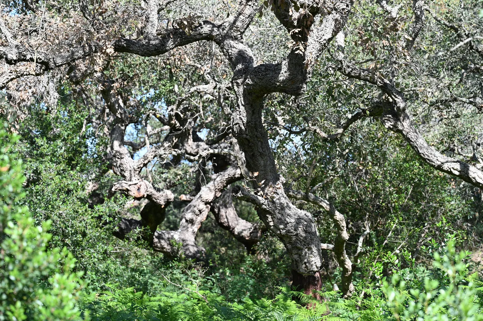 Cork Oak (Quercus Suber) — with a spread of 30 to 50 feet; and about 1.5 to 3 inches long, image 51
