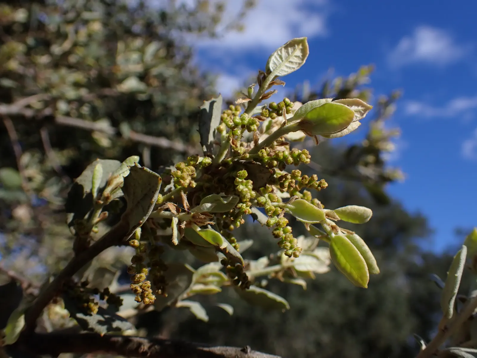 Cork Oak (Quercus Suber) — known for its richly fissured